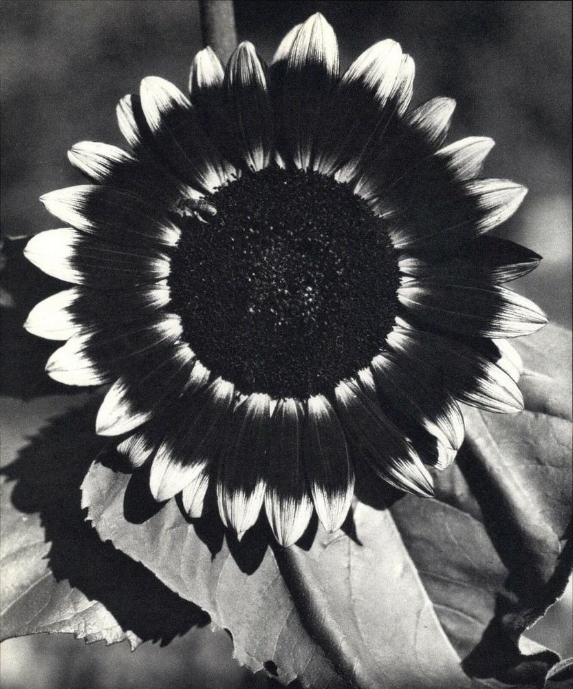 1920 1963 Bee on Sunflower Edward Steichen Art Photo Photogravure 11 X 14