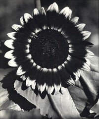 1920 1963 Bee on Sunflower Edward Steichen Art Photo Photogravure 11 X 14