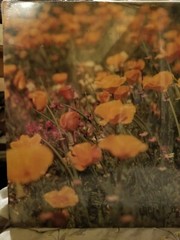 VTG Photograph in Plastic of a Field of California Poppies by Walter Arrufat R