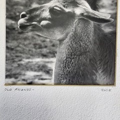 Art Photograph Two Llamas «Old Friends» Signed Rose Arizona Wildlife Photography