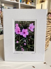 Original Photography 5X7 Picture Double Matted For 8X10 Frame