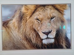 Thomas Mangelsen LE 246/2500 The Noble One – African Lion