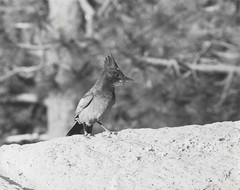 Old Photo Black & White Woodpecker 8×10 Mid-Century Modern VTG NEW MCM Bird