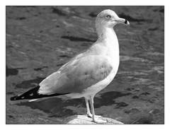 Seagull And Water In Black And White 12″ x 16″ Fine Art Print