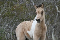 Chincoteague Pony Photo -Stallion Tidewater Twist- Pick One Image -Various Sizes