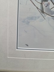 Thomas Mangelsen – Ermine in Trees (Signed 1999) 10×14 Framed