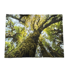 Hoh Rainforest Washington Photography Print 18×24