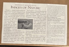 Thomas D. Mangelsen “Ruby of the Palo Verde” Limited Edition Cardinal Photograph