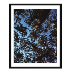8 x 10 in Breathtaking Pine Tree Canopy and Blue Sky – Nature Photography Print