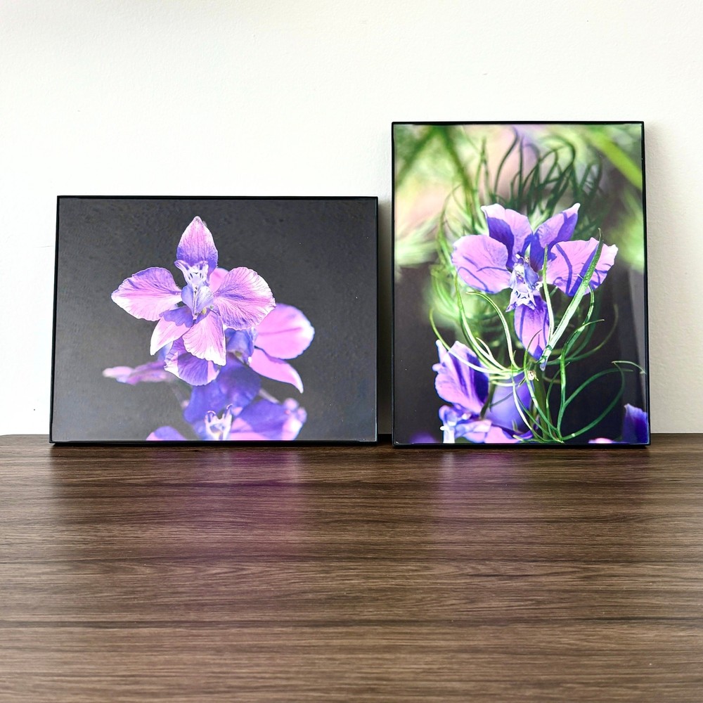 Purple Larkspur Delphinium Flowers – Framed Photographs