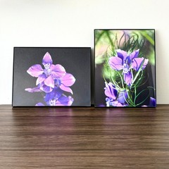 Purple Larkspur Delphinium Flowers – Framed Photographs