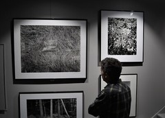Wind blown grass, fern, Catskill Mountains, NY – Thomas Teich