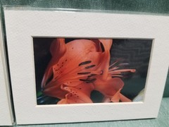 New Lot of 4 Matted 5×7 Photo Fine Art Print spring flower Tulip Yellow Red