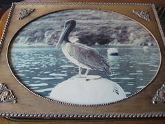 ANTIQUE PELICAN PHOTOGRAPH W/BEAUTIFUL GOLD WOODEN FRAME, 23.5″ X 17.5″-IMAGE