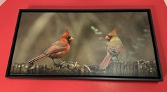 Northern Cardinals 2 Birds ~ Photo on Canvas by Tim DePuydth Photography