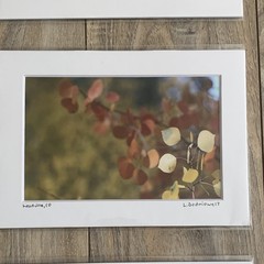 Set of 3 – Fall Colors in Leadville, Colorado Photography Print – Signed Matted