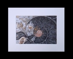 matted photograph, 5″x7″ print, mounted 3/16″ foam with 8″x10″ single white mat