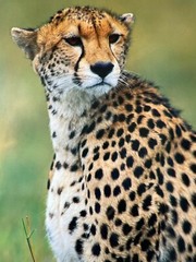 Wildlife Photography – Proud Warrior by Thomas Mangelson with COA