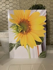 Sunflower of the Day #1- landscape photograph 8.5×11