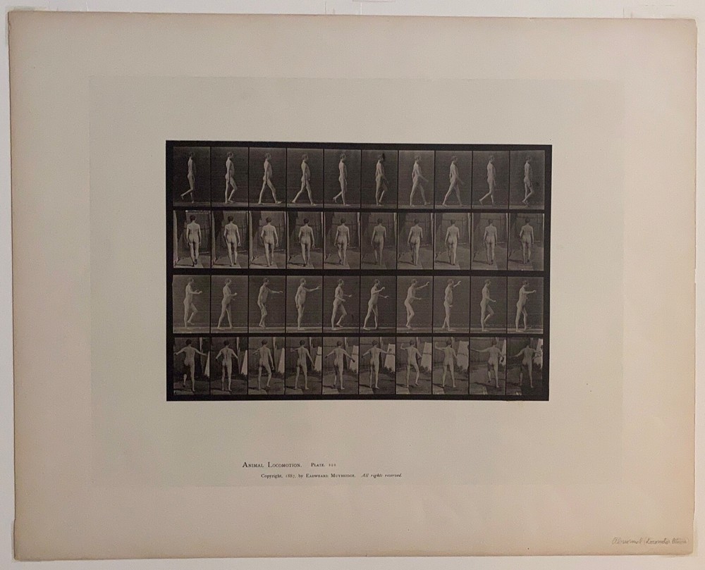 EADWEARD MUYBRIDGE authentic 1887 collotype ANIMAL LOCOMOTION PLATE 550 – lewitt