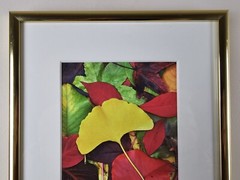 ART – VTG Original Signed Scott Johnson Photograph 10.5×8.5 Framed Gingko Leaves