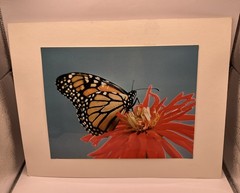 VTG Matted Butterfly On Flower Original Photo 11 X 14 Art Gallery Wall Decor