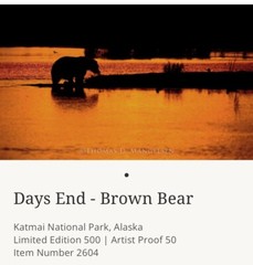 Days End Brown Bear – Thomas Mangelsen Photographer