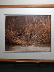Harry Bowden Photograph » Mallards A’ Wing New Mexico» framed, signed & numbered