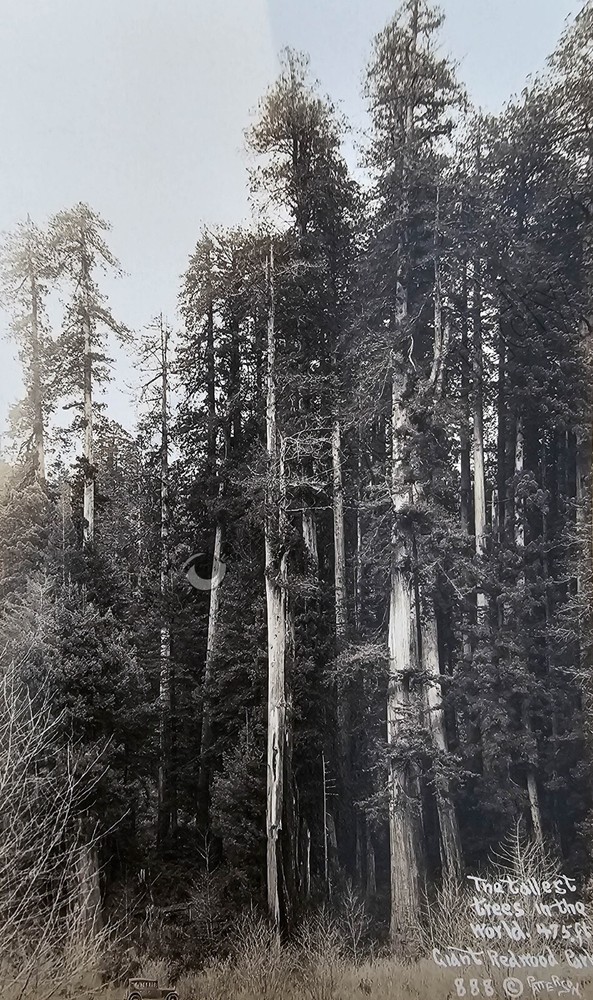 Redwood CA Trees Comparing Size to a Car 1920s Photo DIGITAL DOWNLOAD You Print