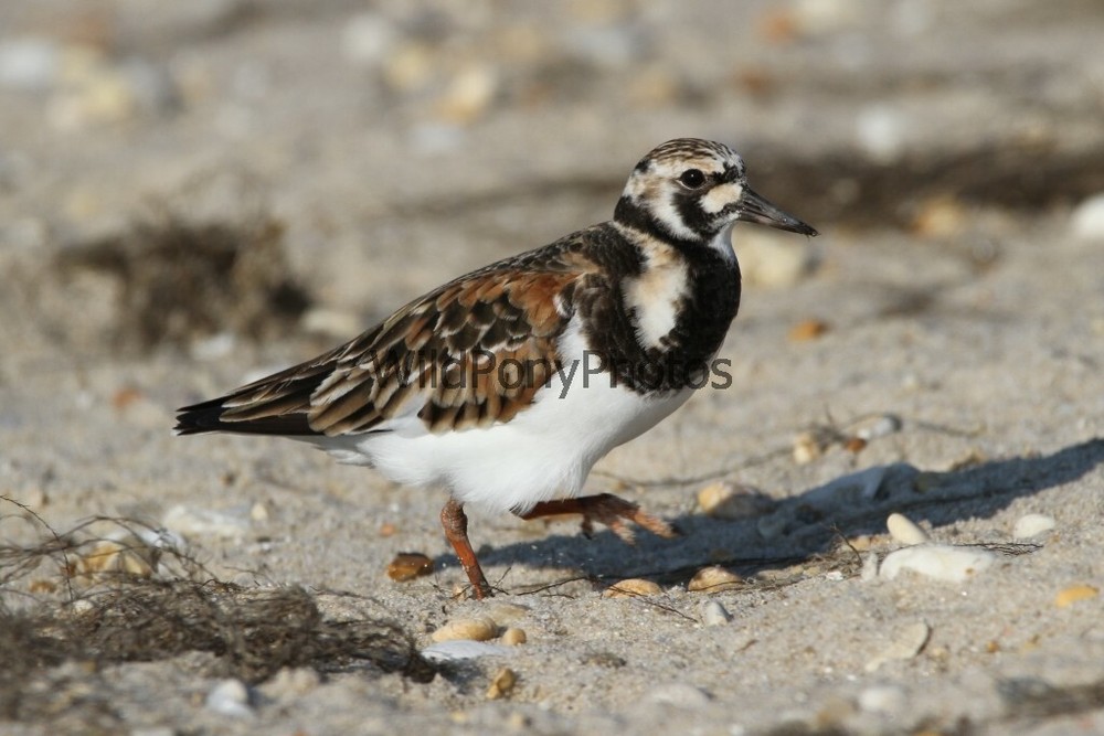 Ruddy Turnstone on the Beach Photo – Various Sizes