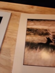 Tom Browning Signed Wildlife Photos Set Of 3 Matted No Frames