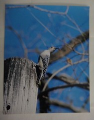 Incredible Red Bellied woodpecker eating a bee 8×10 photo, Wildlife Photography