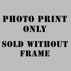 Penguin Under Ice Photo Print 8×10 Luster Wall Art Antarctic Underwater Decor