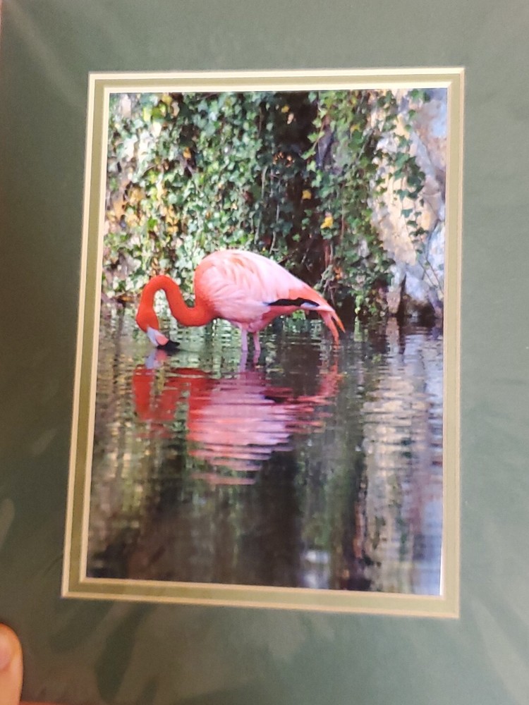 7×5 Flamingo bird photography picture Photo nature Original Jackson Zoo