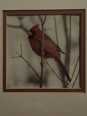 New Sealed John Fulton Original Photo Art Red Cardinal Numbered Signed 1988