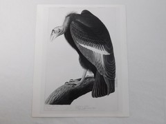 1966 John Audubon Birds America Set 7 Photographs for NY Historical Society Book