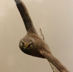 Beautiful Photograph of Bird of Pray! FRAMED! Ready to Hang!