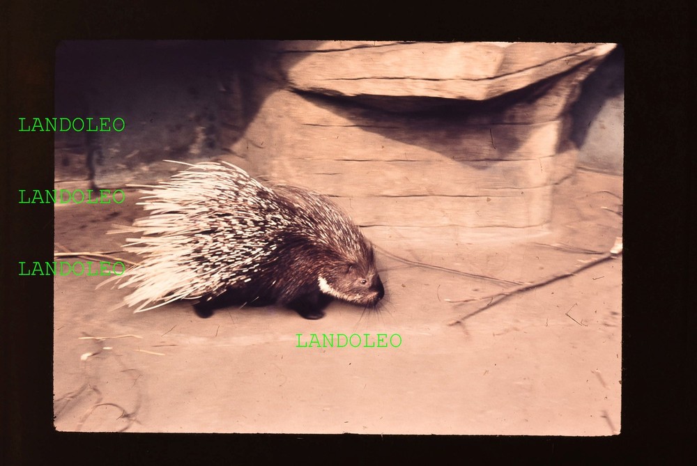 Slide Leipzig 1961 Zoo Picture Porcupine