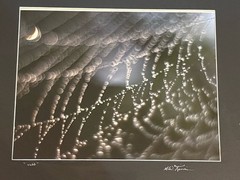Signed Fine Art Macro Photograph Abstract Spiderweb Dew Drops – M.W. Finn
