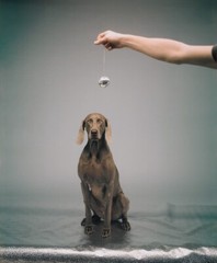 WILLIAM WEGMAN ‘Hypno’, 1988/2022 SIGNED Ltd. Ed. Color Dog Photograph 10″ x 8″
