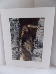 WOLF PHOTOGRAPH BY WARREN MAGILL LIMITED EDITION 20″ X 16″