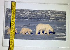 Polar Bears Mother and Cub Photograph Print, signed, sealed in plastic 13″ x 19″