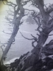 Leopold Hugo Signed Monterey Coast Cyprus Photograph