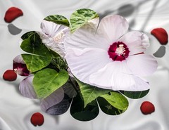 Whitie floral photo printed on premium glossy paper