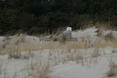 Snowy Owl Photo, Pick One Image – Various Sizes