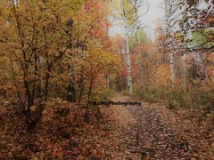 10×8 » Lustre Print Original Photo Photography Art Autumn Fall Trees Nature