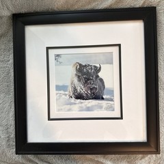 Bison In Snow “Good Life” MartII Herman Signed Framed 66/900 Exposures Fine Art