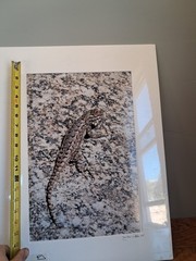Mike Wells Lizard On Rock “Colorado Prairie” Signed Art Picture Photo