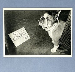 Westminster Dog Show Art Print Card Photo By Derek Berg Fotofolio 4”x6” Bulldog