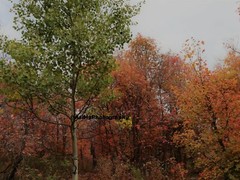 10×8 » Lustre Print Original Photo Photography Art Autumn Fall Trees Nature